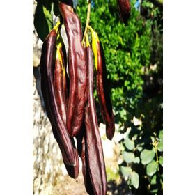Tüplü Kıbrıs Aşılı Keçi Boynuzu(Harnup) Fidanı
