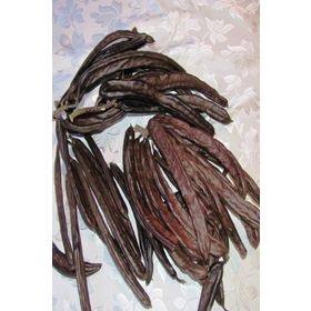 Tüplü Kıbrıs Aşılı Keçi Boynuzu(Harnup) Fidanı