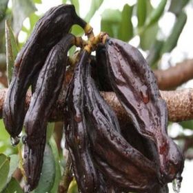 Tüplü Kıbrıs Aşılı Keçi Boynuzu(Harnup) Fidanı