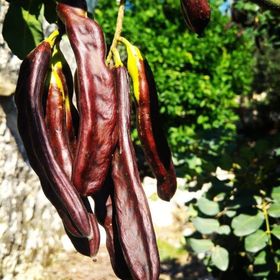 Tüplü Kıbrıs Aşılı Keçi Boynuzu(Harnup) Fidanı