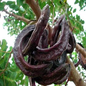 Tüplü Kıbrıs Aşılı Keçi Boynuzu(Harnup) Fidanı