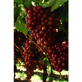 Tüplü Kırmızı Flame Seedless Çekirdeksiz Üzüm Asma-Bağ Fidanı