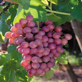 Tüplü Kırmızı Flame Seedless Çekirdeksiz Üzüm Asma-Bağ Fidanı