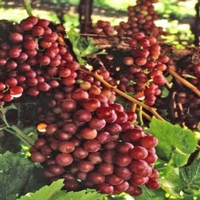 Tüplü Kırmızı Flame Seedless Çekirdeksiz Üzüm Asma-Bağ Fidanı