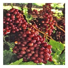 Tüplü Kırmızı Flame Seedless Çekirdeksiz Üzüm Asma-Bağ Fidanı