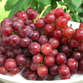 Tüplü Kırmızı Flame Seedless Çekirdeksiz Üzüm Asma-Bağ Fidanı