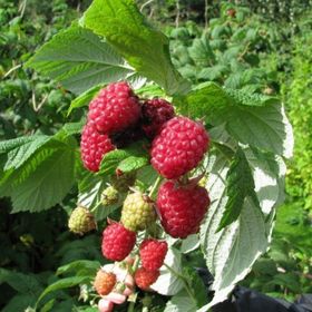 Tüplü Kokulu Aromalı Yediveren Ahududu Fidanı