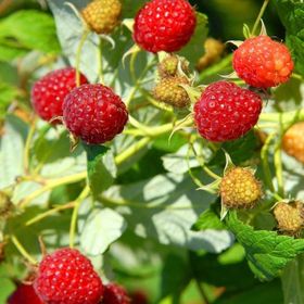 Tüplü Kokulu Aromalı Yediveren Ahududu Fidanı