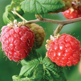 Tüplü Kokulu Aromalı Yediveren Ahududu Fidanı