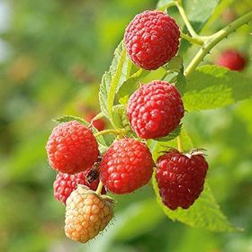 Tüplü Kokulu Aromalı Yediveren Ahududu Fidanı
