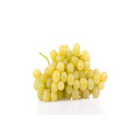 Tüplü Kokulu Aromatik Leziz İtalia Üzüm Asma-Bağ Fidanı
