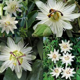 Tüplü Kokulu Passiflora Constance Eliott Fidanı