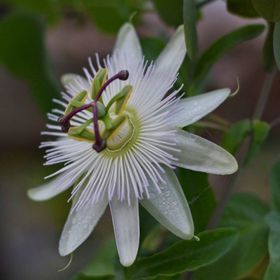 Tüplü Kokulu Passiflora Constance Eliott Fidanı