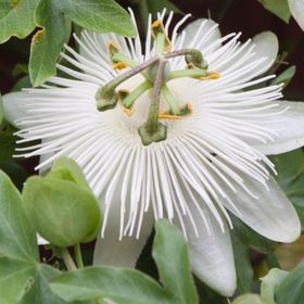 Tüplü Kokulu Passiflora Constance Eliott Fidanı
