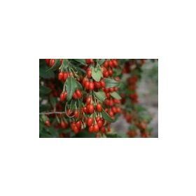 Tüplü Kurt Üzümü Goji Berry Fidanı