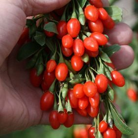 Tüplü Kurt Üzümü Goji Berry Fidanı