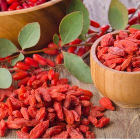 Tüplü Kurt Üzümü Goji Berry Fidanı