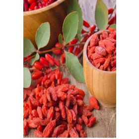 Tüplü Kurt Üzümü Goji Berry Fidanı