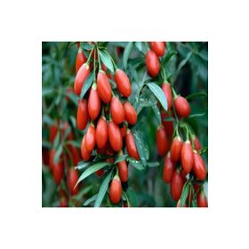 Tüplü Kurt Üzümü Goji Berry Fidanı