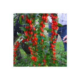 Tüplü Kurt Üzümü Goji Berry Fidanı