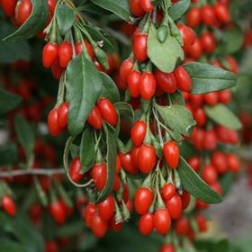 Tüplü Kurt Üzümü Goji Berry Fidanı