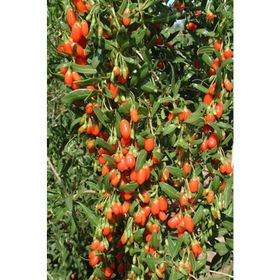 Tüplü Kurt Üzümü Goji Berry Fidanı