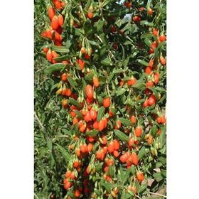 Tüplü Kurt Üzümü Goji Berry Fidanı
