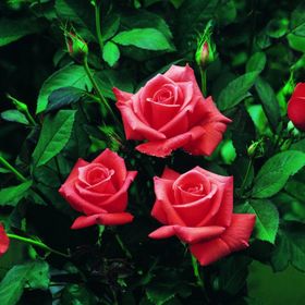 Tüplü Lady Rose Kokulu Gül Fidanı