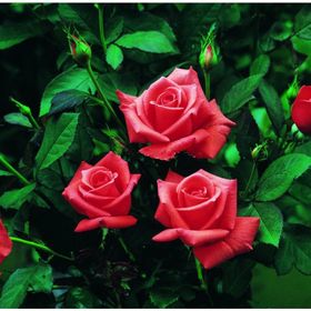 Tüplü Lady Rose Kokulu Gül Fidanı