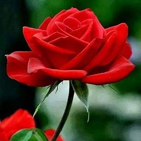 Tüplü Lady Rose Kokulu Gül Fidanı