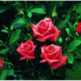 Tüplü Lady Rose Kokulu Gül Fidanı