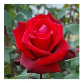 Tüplü Lady Rose Kokulu Gül Fidanı