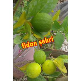 Tüplü Limequat Fidanı
