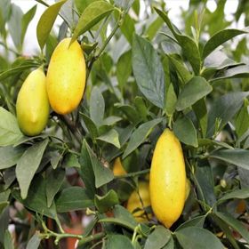 Tüplü Limequat Fidanı