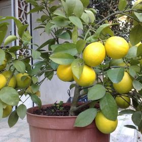 Tüplü Limequat Fidanı
