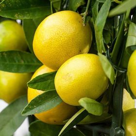 Tüplü Limequat Fidanı