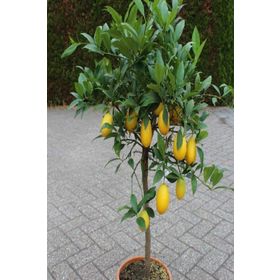 Tüplü Limequat Fidanı