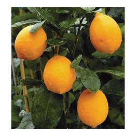 Tüplü Mayer Bodur çiçekli Limon Fidanı