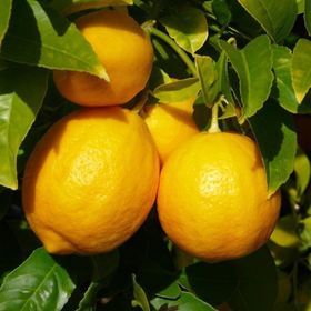 Tüplü Mayer Bodur çiçekli Limon Fidanı