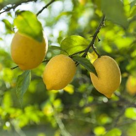 Tüplü Mayer Meyveli Bodur Limon Meyve Fidanı