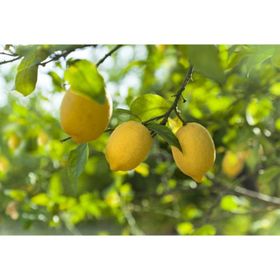 Tüplü Mayer Meyveli Bodur Limon Meyve Fidanı