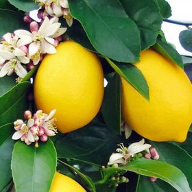Tüplü Mayer Meyveli Bodur Limon Meyve Fidanı