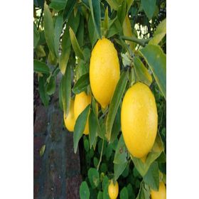 Tüplü Mayer Meyveli Bodur Limon Meyve Fidanı