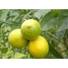 Tüplü Mayer Meyveli Bodur Limon Meyve Fidanı