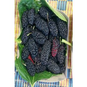 Tüplü Meyveli Avustralya Dut Fidanı