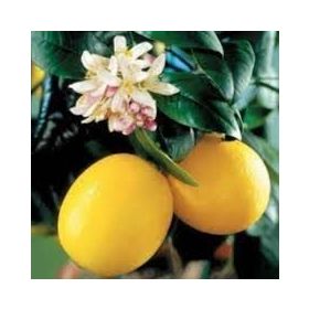 Tüplü Meyveli Yediveren Limon Fidanı