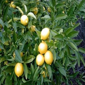 Tüplü Meyveli Yediveren Limon Fidanı
