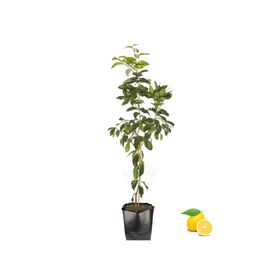 Tüplü Meyveli Yediveren Limon Fidanı