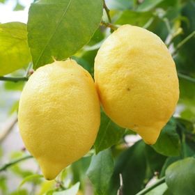 Tüplü Meyveli Yediveren Limon Fidanı