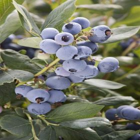 Tüplü Minsty Yaban Mersini Likapa Fidanı